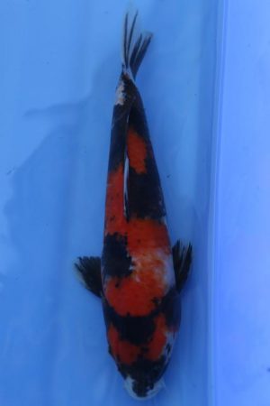 Showa 60cm C6