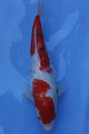 Tancho 99cm