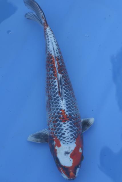 kujaku 40cm C9